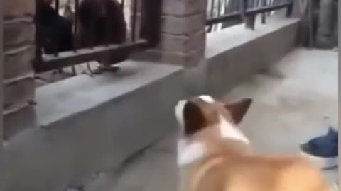 Funny 🐕 🐕 🐕 Dogs' fight: You will laugh at all the DOGS