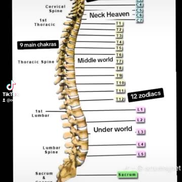 THE CHAKRAS WITHIN YOUR SPINE