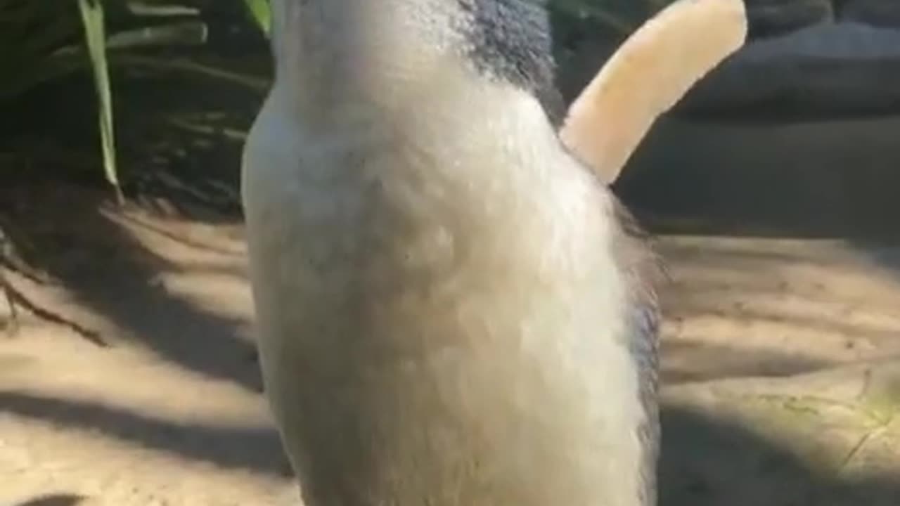 WOW I NEVER SEEN ONE OF THESE BEFORE ~A GALAPAGOS PENGUIN