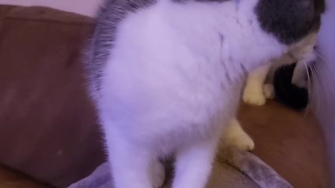 Wolf our little baby kitten