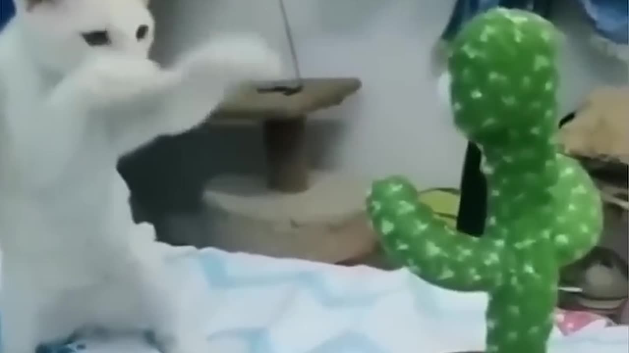 Funny Animal Videos Of The Day 01 #fyp #memes #memedaily #dankmemes
