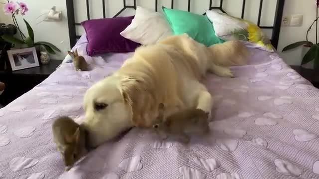 Lovely Golden Retriever Welcomes Cute Baby Bunnies!