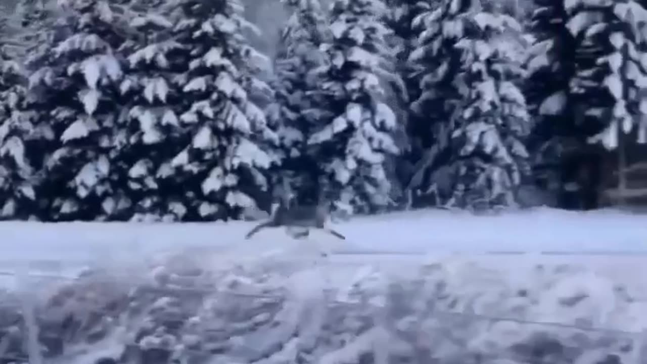 RUNNING DEER IN ROAD OF ICE