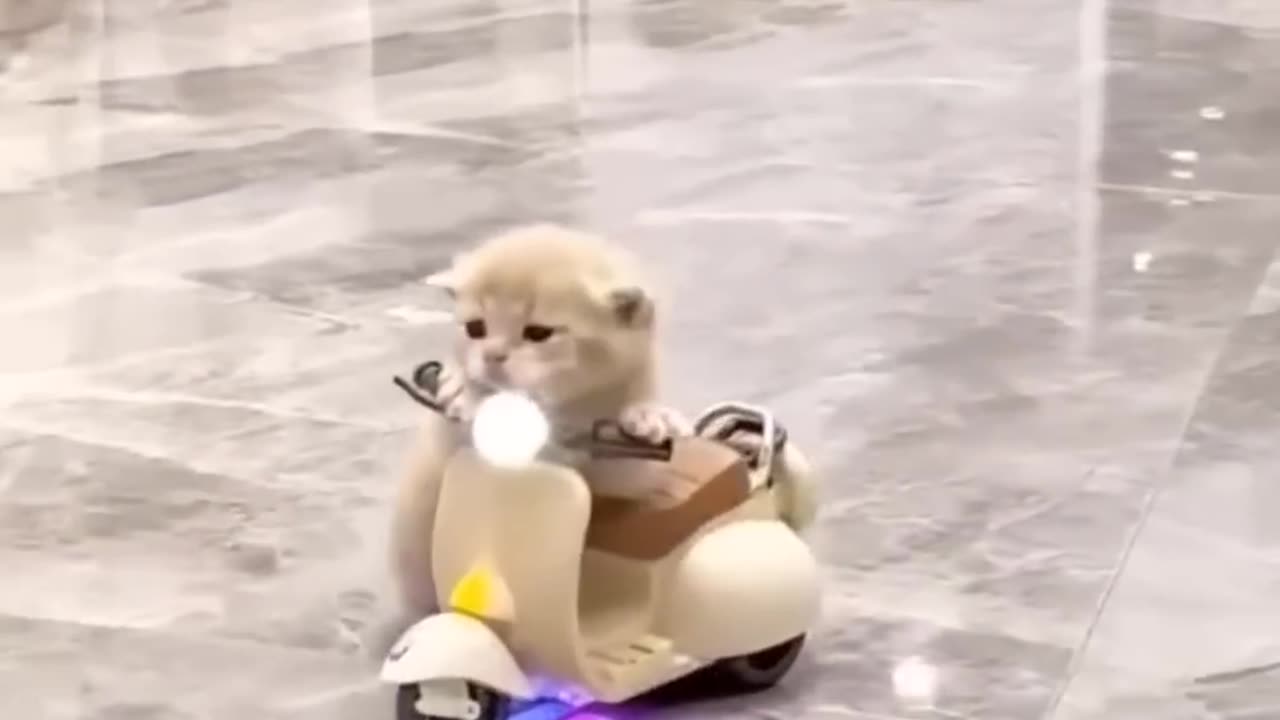 Funny-Animal-Videos-Of-The-Day-0054-fyp-_39