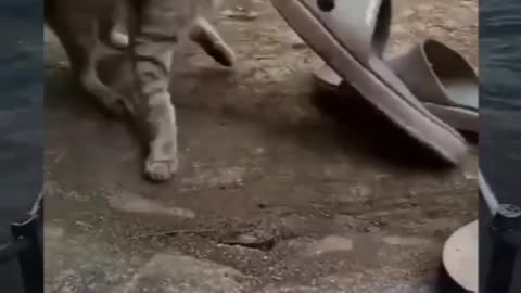 Funny animal videos: fish wasnt the target🤣