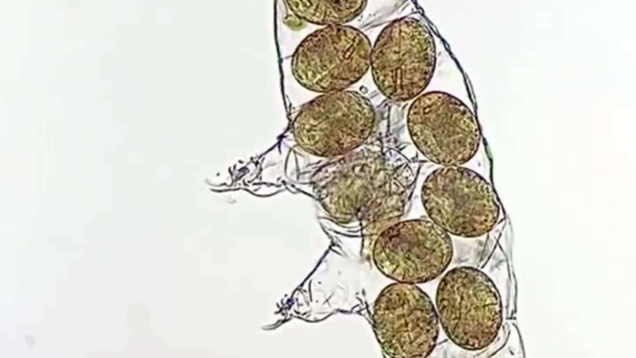 Water Bear Giving Birth