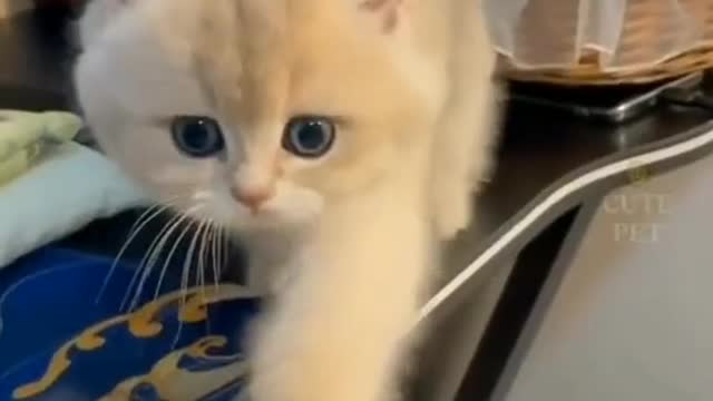 Cat Funny Moments
