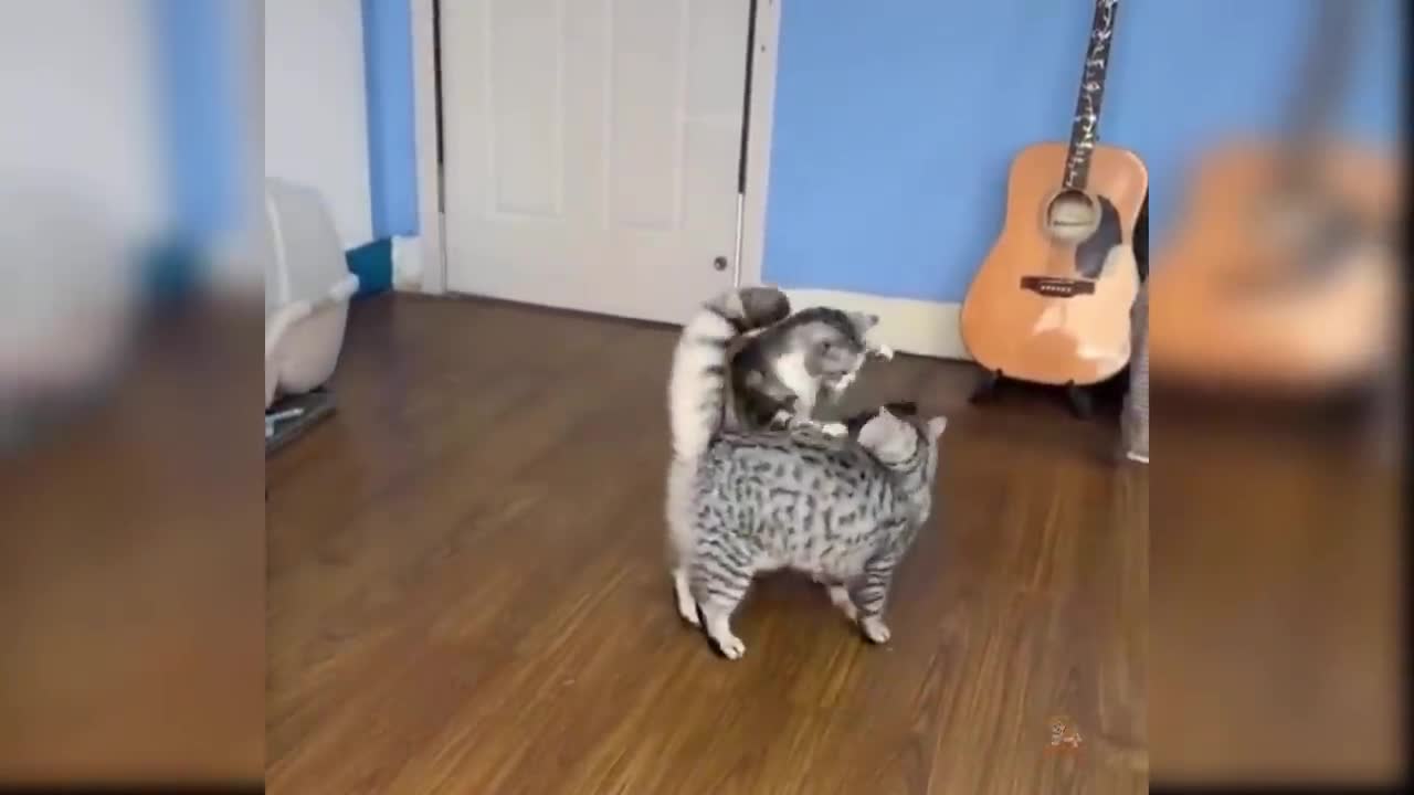 Baby Cats - Cute and Funny Cat Videos Compilation #21 | Aww Animals