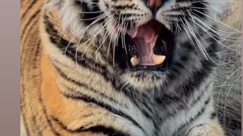 Tiger relaxing