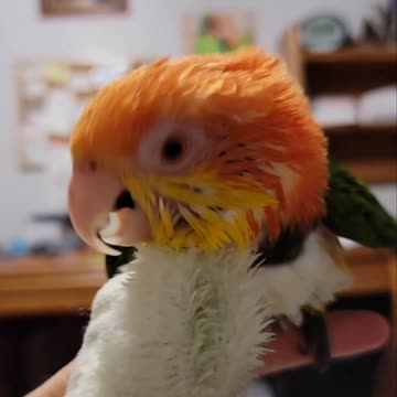 Cute parrot drying off after a bath