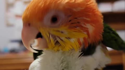 Cute parrot drying off after a bath