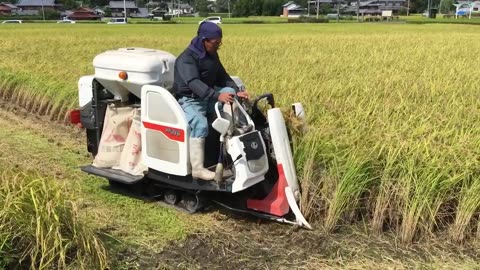 Mini Combine harvester | Rice harvest