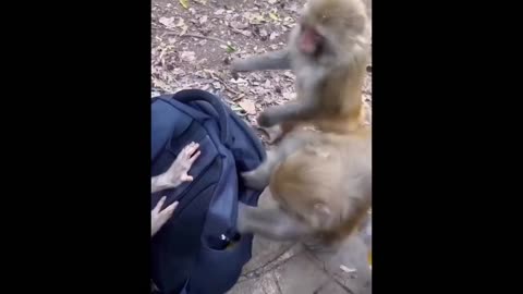 Funny Animals Video