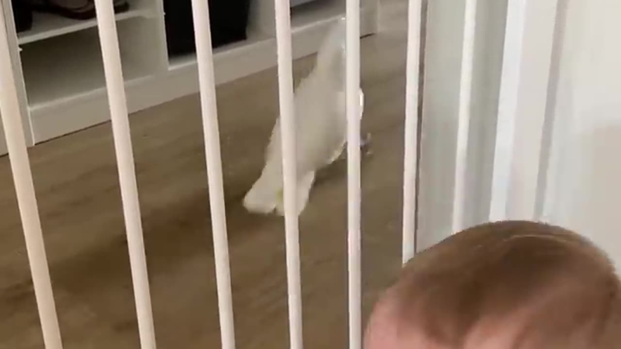 Cockatoo