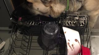 Dishwasher Shepperd