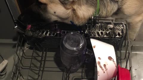 Dishwasher Shepperd