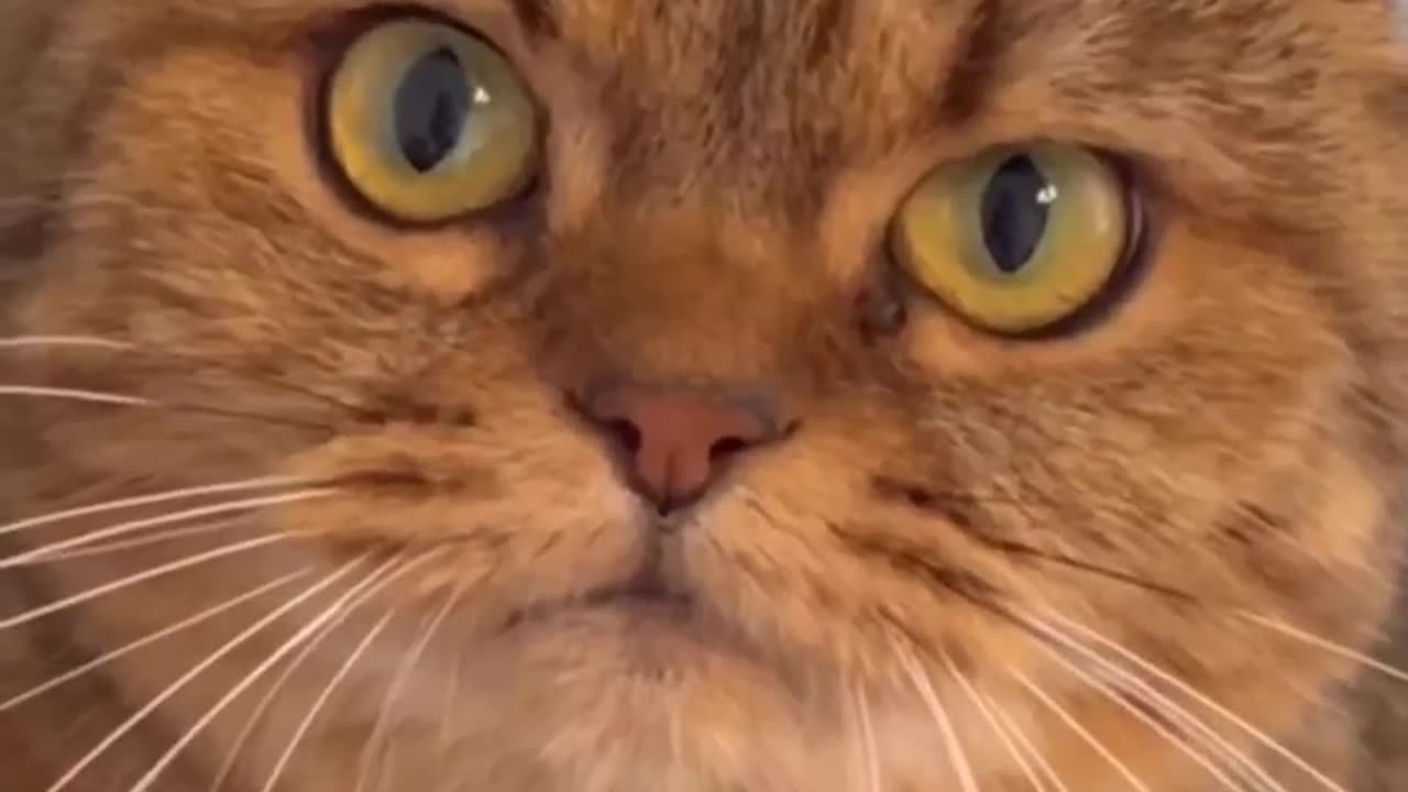 Funny cat video 😂