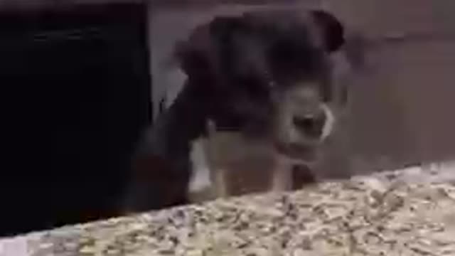 🤣Best cats and dogs funny videos (try not to laugh)🤣😅😂