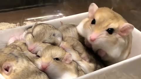 hamster drama