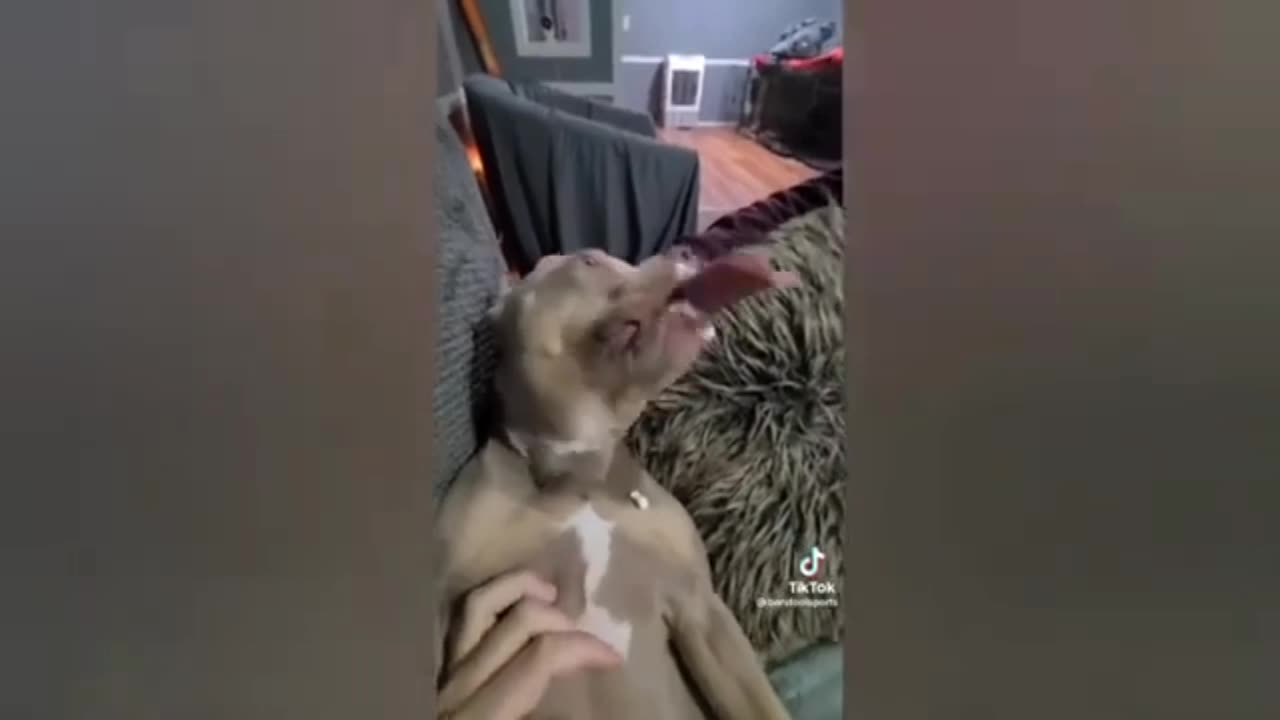 Funny pet's video 🐕