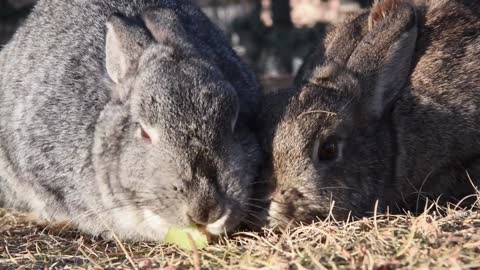 tow bunny
