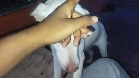 Dog funny
