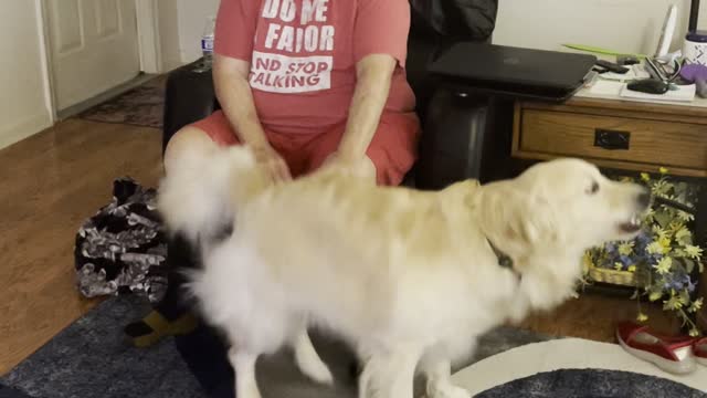 Golden Retriever Hops for Butt Pats