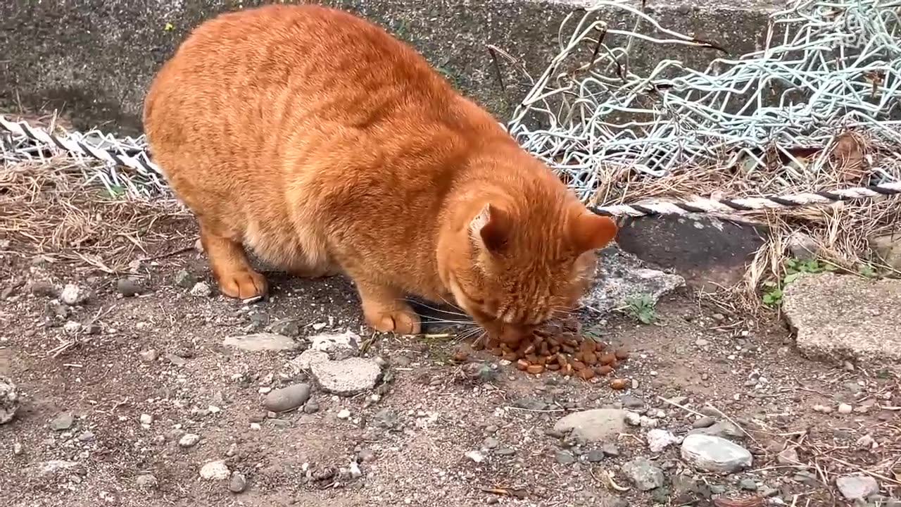 I visited Japan Cat Island, where there are more cats than people. Elderly people and cats coexist.