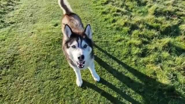 Huskies Night Time Habit is Very Very Strange!