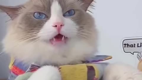 CATS OF TIKTOK FUNNY 2022