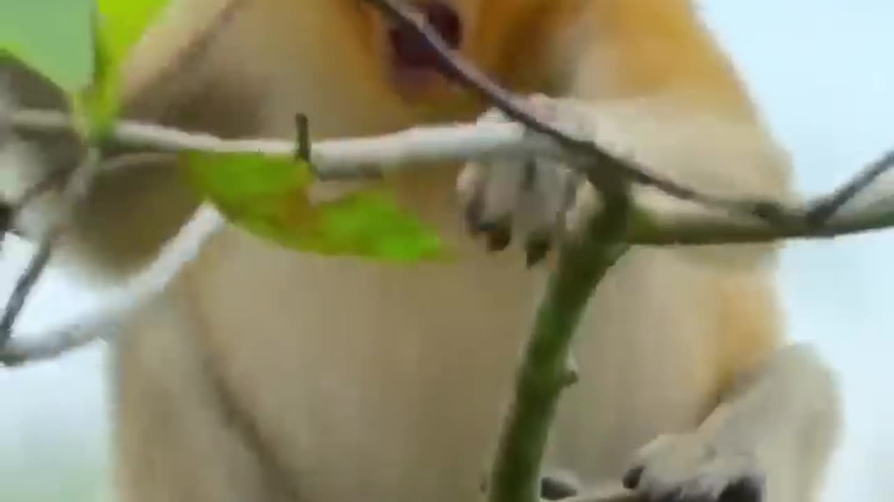 ProboscisMonkey #BBCWildlife #RainforestLife #BorneoWildlife#UniqueWildlife