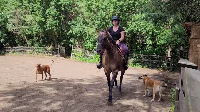 Sven and Grace go for a ride. Mini Molly joins in