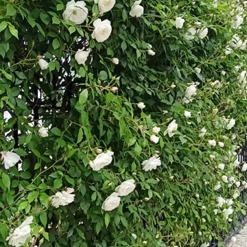 White roses wall