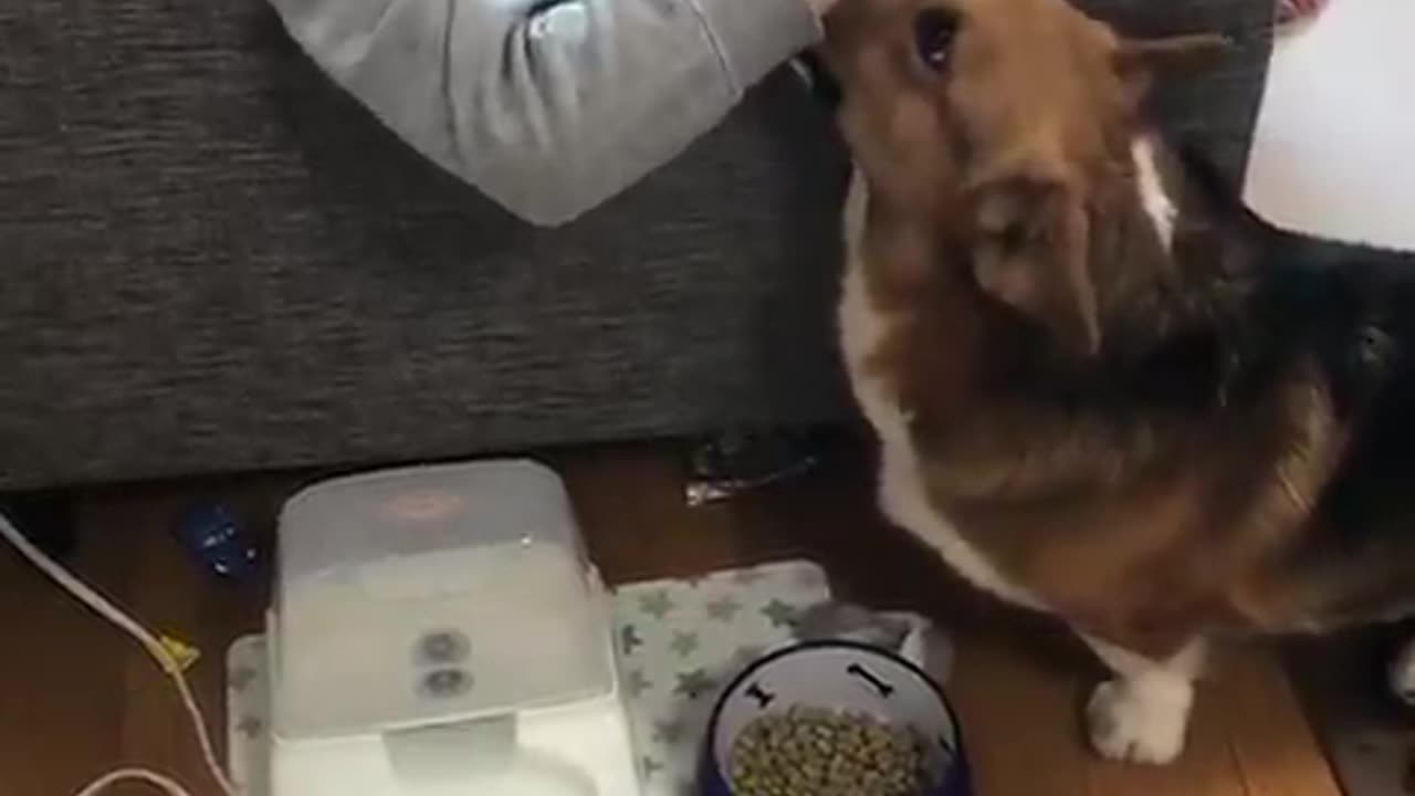 dog guarding food