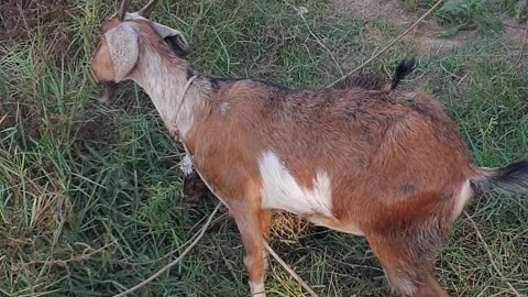 goat running to go out