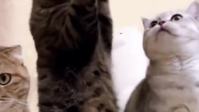 Funny cat