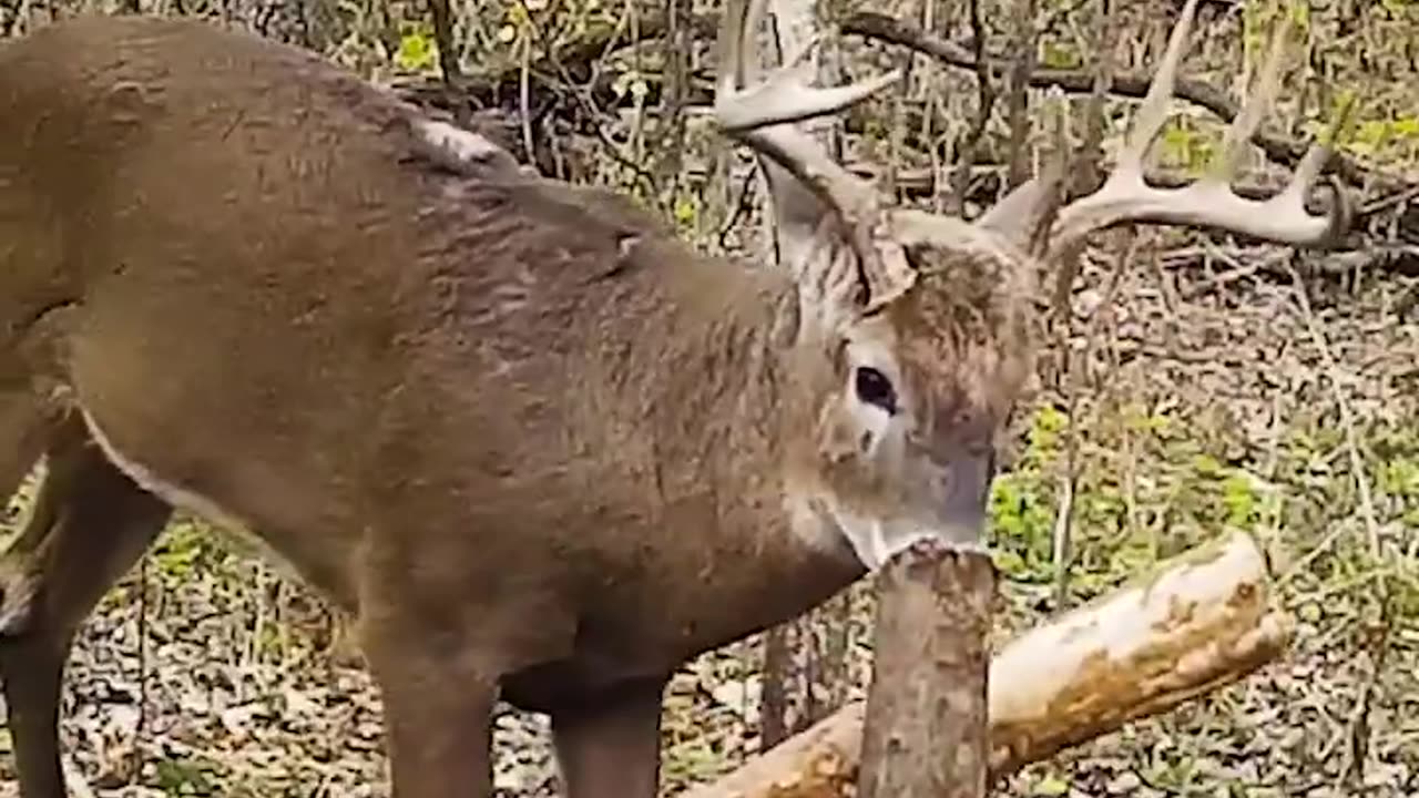 TED MILLER Deer Hunting Fall