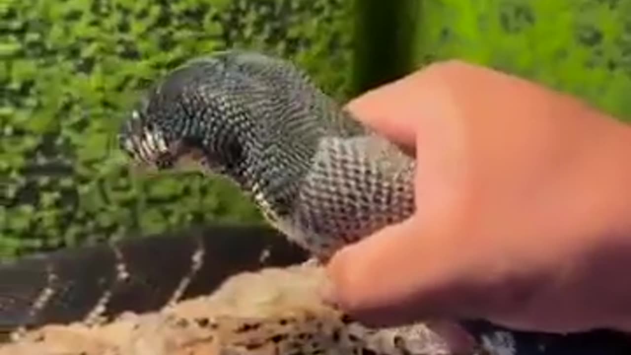 Guy helping snake shed skin