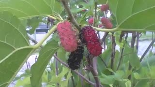 Lindo pé de amora no museu de ciências, tem até frutos maduros [Nature & Animals]