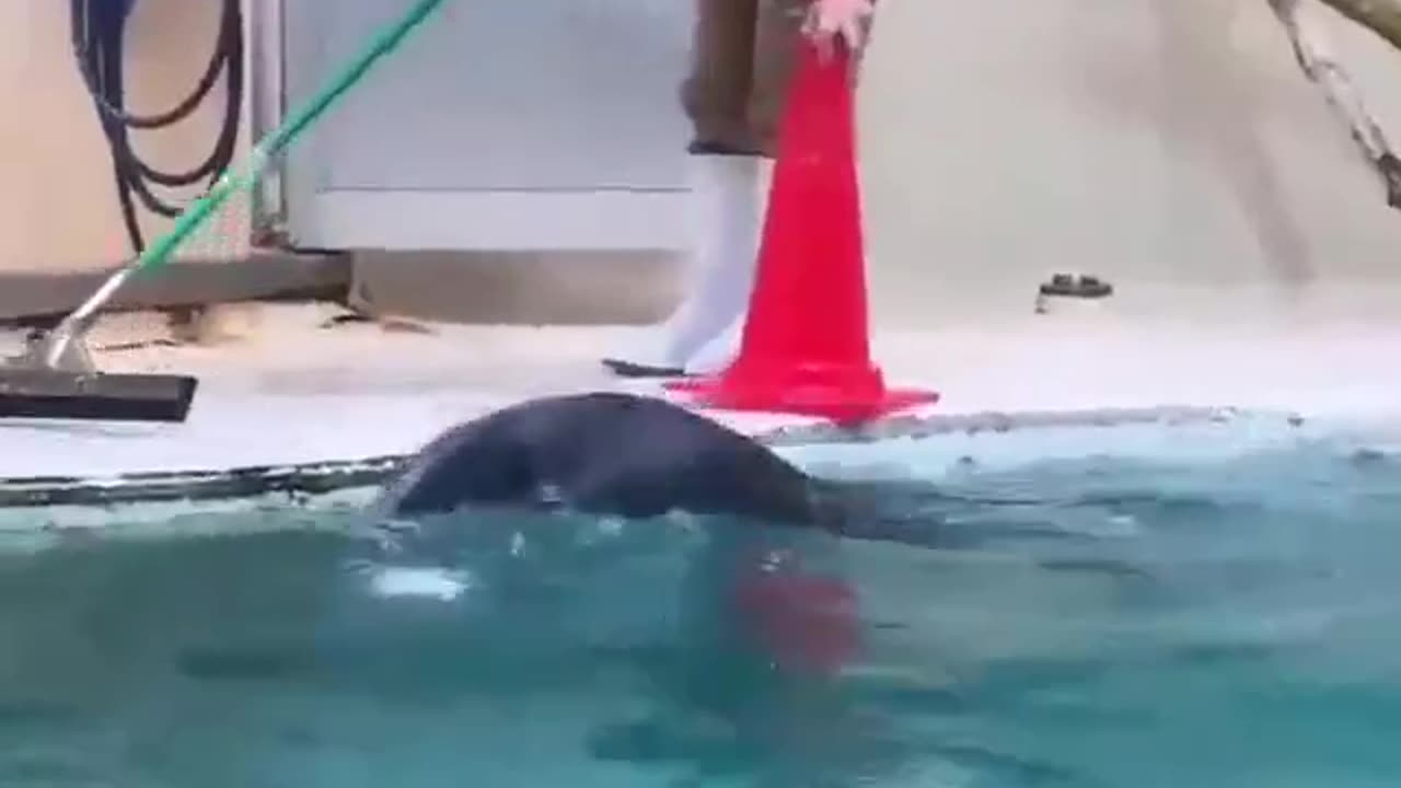 Seal Fish Helping Pond Cleaner #shorts #shortsvideo #video #viral