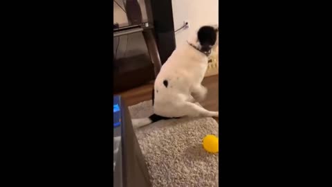 Funny cat and dog videos