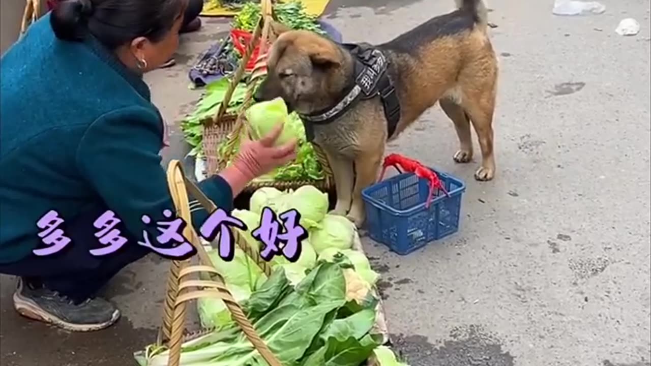 High IQ dog helps owner to buy groceries