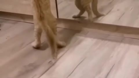 Funny Animals Videos2022 🤣😻-Funniest Cat Videos