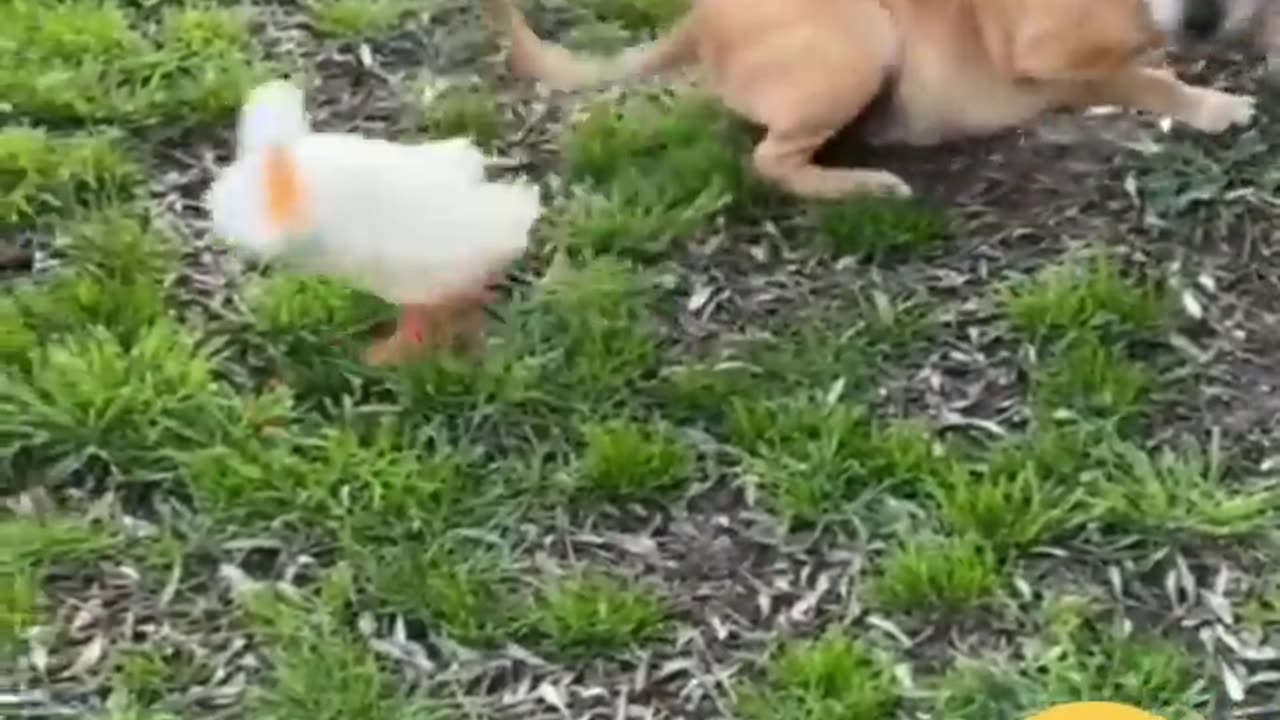 Funny Animals Fighting