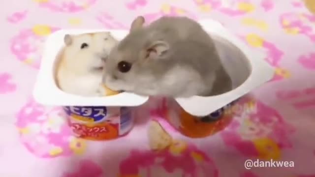 Hamster slap