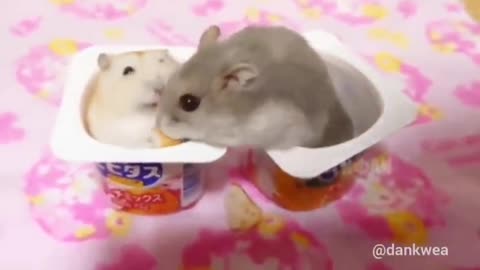 Hamster slap