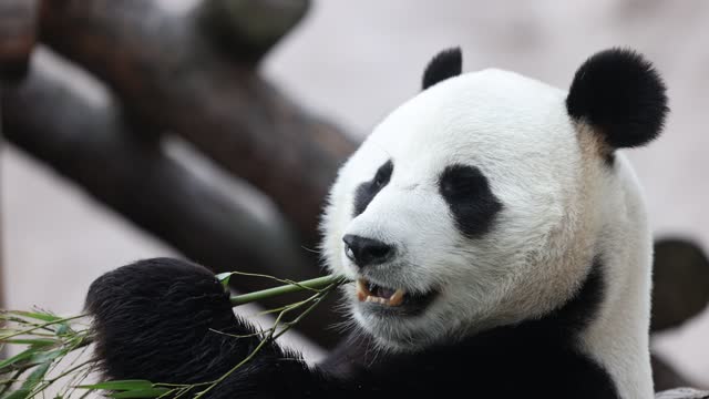 cute panda playing