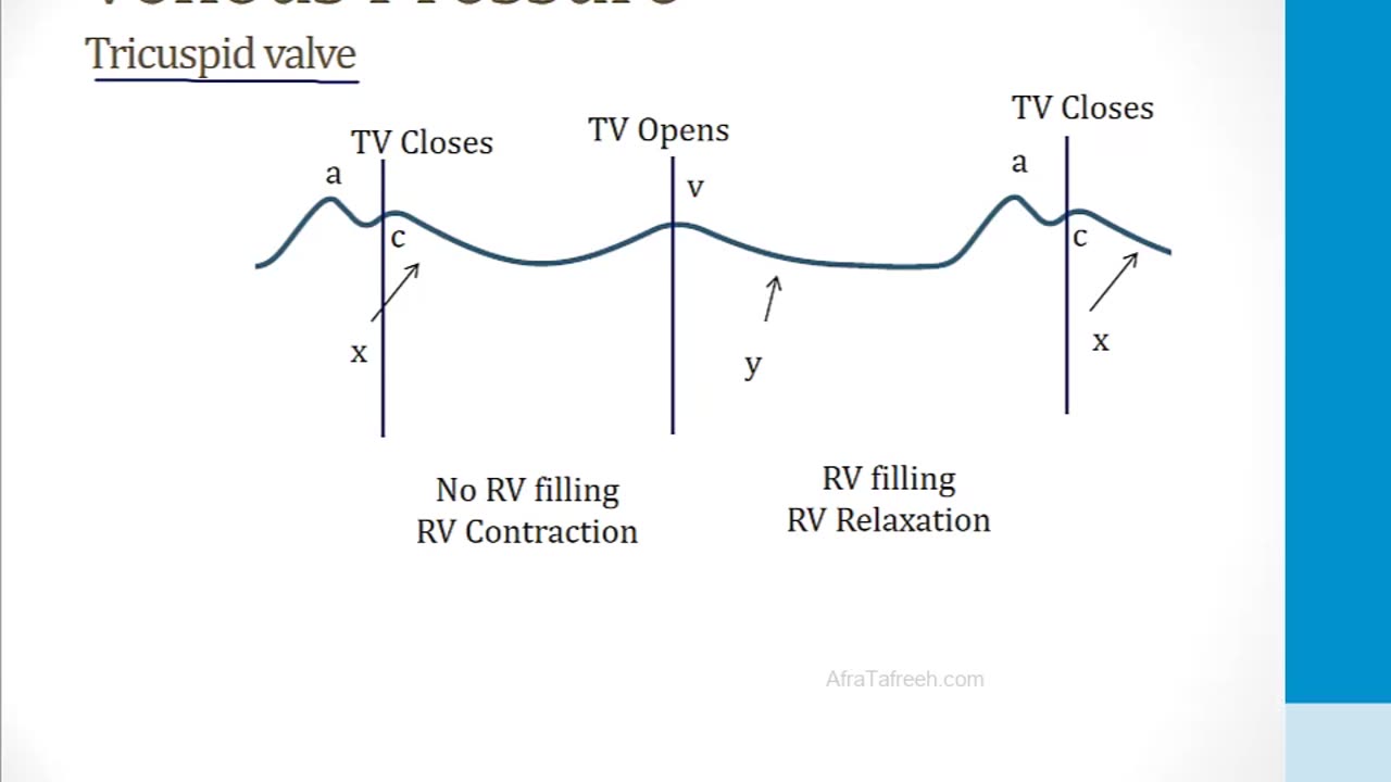 Cardiology - 1. Anatomy and Physiology - 8.Venous Pressure Tracings