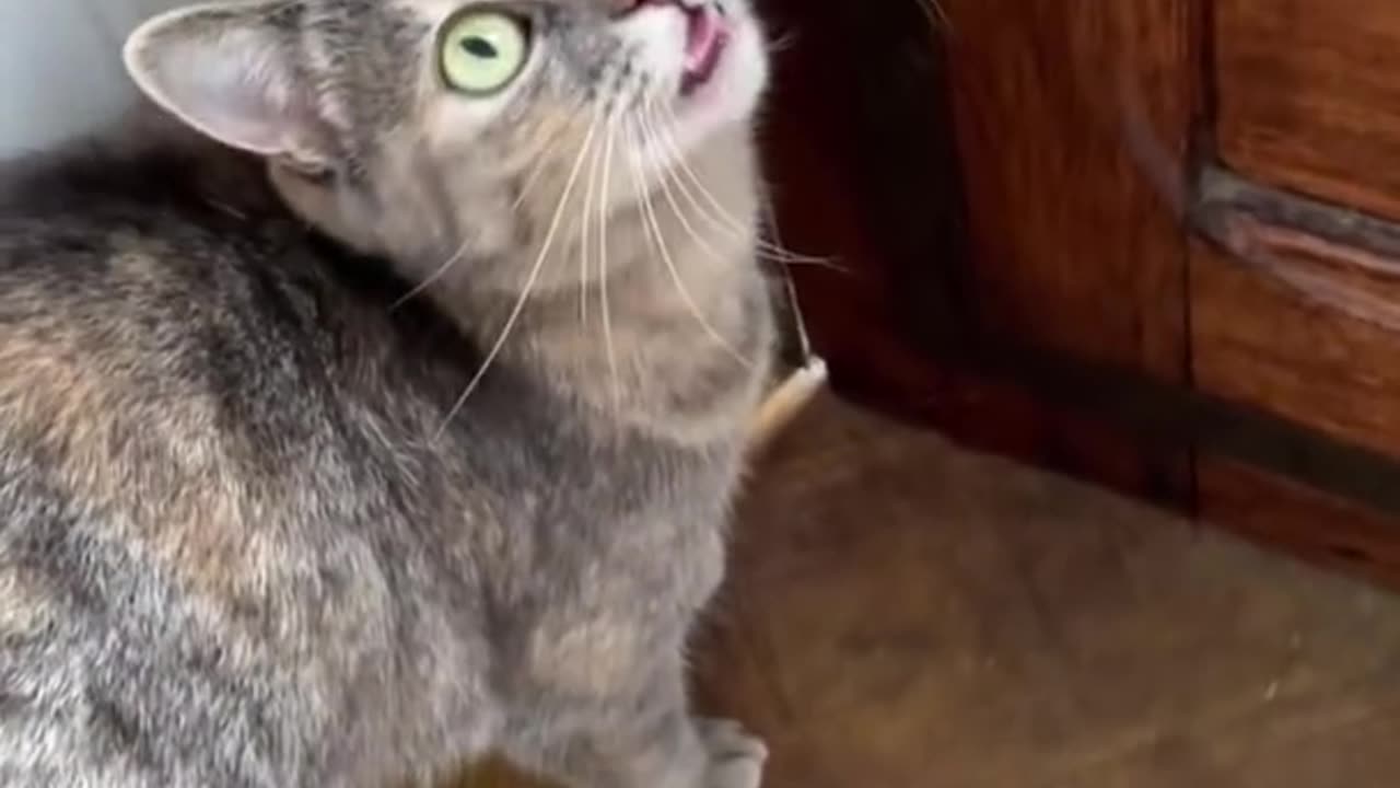 Meow Mix: A Symphony of Cat Sounds"