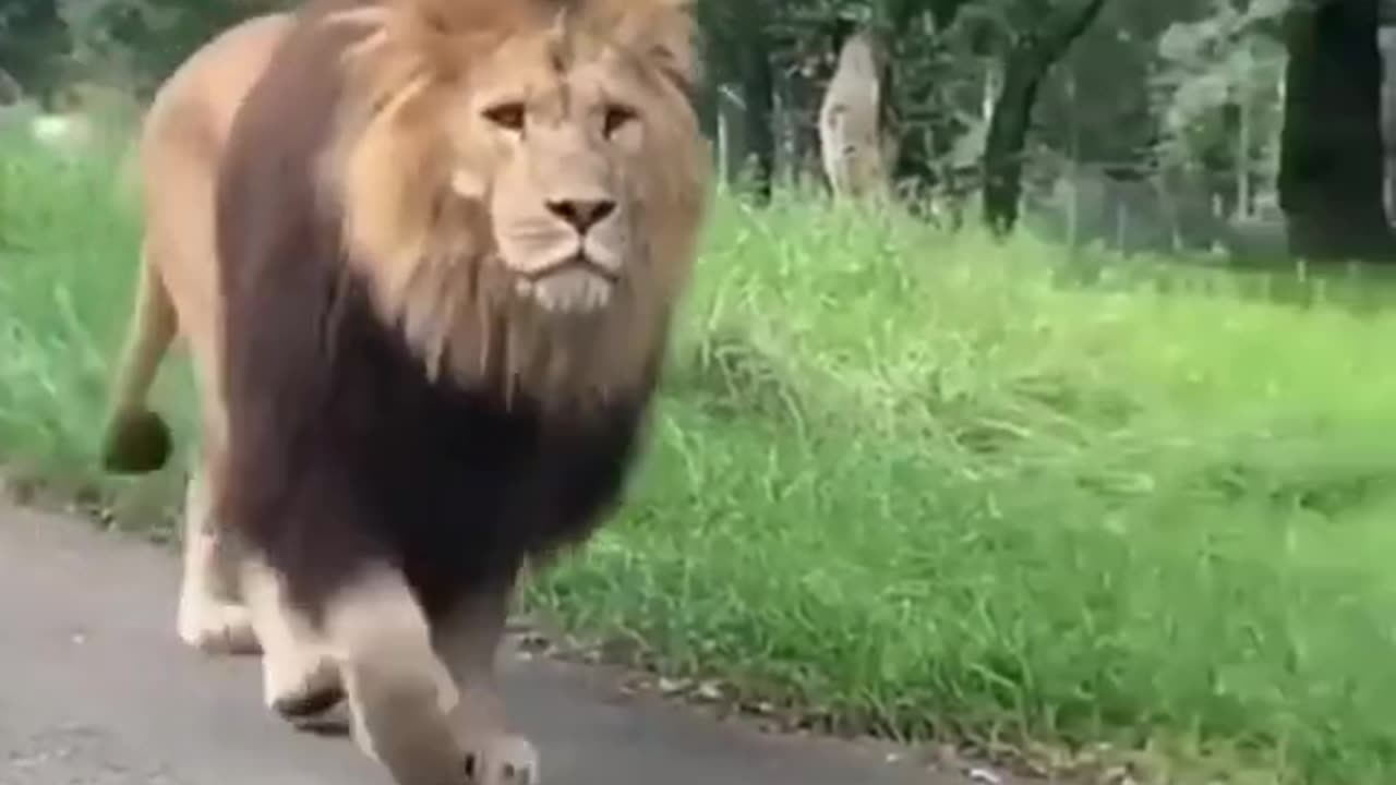 Huge Barbary Lion Walking On The Road